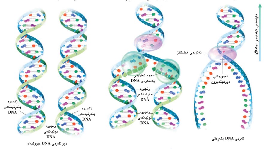 دووهێندبوونی DNA