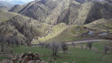 گوندی تیمار